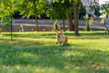 Bahçedeki parkta iki genç Corgi koşuyor bahçede koşuyor favori evcil hayvanlarını gezdiriyor mutlu yaz köpekleri dostluğu