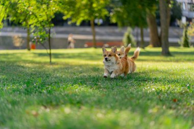 Çimenlikteki parkta iki genç Corgi koşuyor bahçede koşuyor favori evcil hayvanlarını gezdiriyor mutlu yaz hayvanları dostluğu