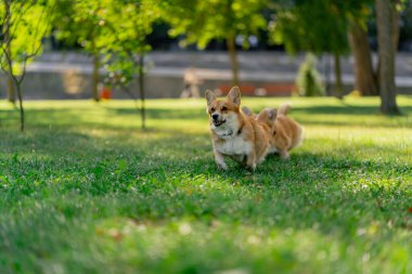 Çimenlikteki parkta iki genç Corgi koşuyor bahçede koşuyor favori evcil hayvanlarını gezdiriyor mutlu yaz hayvanları dostluğu