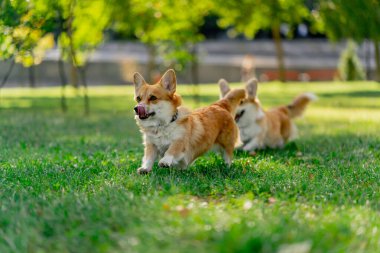 Çimenlikteki parkta iki genç Corgi koşuyor bahçede koşuyor favori evcil hayvanlarını gezdiriyor mutlu yaz hayvanları dostluğu