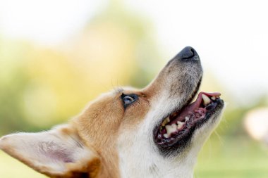 Parktaki köpekleri kapat. Çimenlikteki genç Corgi 'ler, sahibinin eğitilmesi için yalvarıyor.