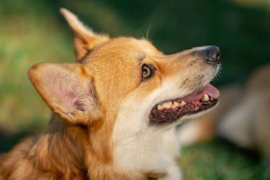 Parktaki köpekleri kapat. Çimenlikteki genç Corgi 'ler, sahibinin eğitilmesi için yalvarıyor.