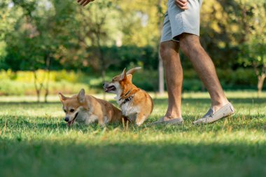 Çimenlikteki parkta iki genç Corgi sahibinin antrenmanından bir ikram için yalvarıyor. En sevdikleri, itaatkar köpekleri gezdiriyor.