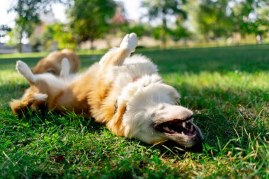 Çimenlikteki parkta genç bir Corgi çimlerin üzerinde sallanıyor. Sırtını kaşıyor. Sahibi etrafta koşuşturup eğlenmekten yorulduğu için seviniyor.