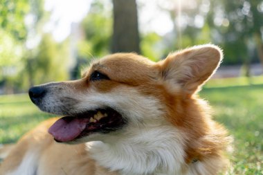 Çimenlikteki parkta iki genç Corgi sahibinden ödül için yalvarıyor.