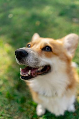 Parktaki en iyi atış çimenlikteki iki genç Corgi sahibinin antrenmanından bir ödül için yalvarıyor.