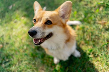 Parktaki en iyi atış çimenlikteki iki genç Corgi sahibinin antrenmanından bir ödül için yalvarıyor.