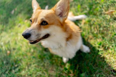 Parktaki en iyi atış çimenlikteki iki genç Corgi sahibinin antrenmanından bir ödül için yalvarıyor.