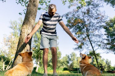 Çimenlikteki parkta iki genç Corgi sahibinin antrenmanından ödül için yalvarıyor.