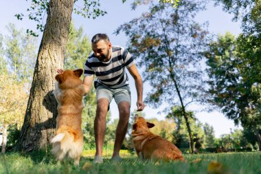 Çimenlikteki parkta iki genç Corgi sahibinin antrenmanından ödül için yalvarıyor.