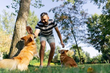 Çimenlikteki parkta iki genç Corgi sahibinin antrenmanından ödül için yalvarıyor.