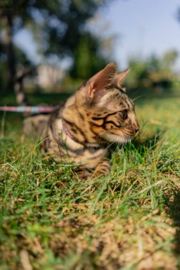 Parkta, çimlerin üzerinde tasmayla güzel bir Bengal kedisi yürüyor. Duruma bakıyor ve durumu değerlendiriyor. Doğadaki bir hayvan.