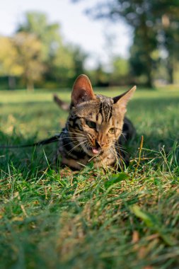 Parkta, çimlerin üzerinde tasmalı güzel bir Bengal kedisi yürüyor ve durumu değerlendiriyor. Doğada otları yiyen bir hayvan.