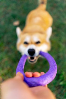 Kırmızı Corgi ağızlık yakın plan. Dişleriyle kameraya bakıyor. Mor daire oyuncağı.