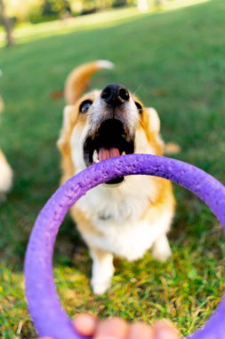 Kırmızı Corgi ağızlık yakın plan. Dişleriyle kameraya bakıyor. Mor daire oyuncağı.