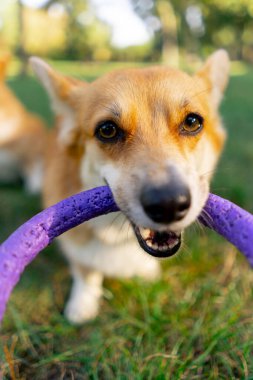 Kırmızı Corgi ağızlık yakın plan. Dişleriyle kameraya bakıyor. Mor daire oyuncağı.