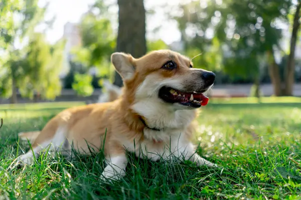 Çimenlikteki parkta genç Corgi ev sahibinden ödül için yalvarıyor. Eğitim komutları en sevilen, itaatkar köpekleri gezdiriyor.