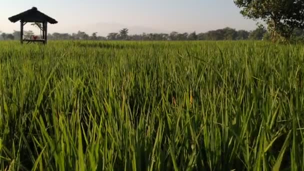 Вид Рисовых Полей Утра — стоковое видео