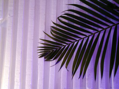 Beyaz arkaplanda palmiye yaprakları
