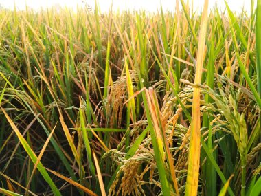 Sabahları pirinç tarlası kulübelerinin manzarası.
