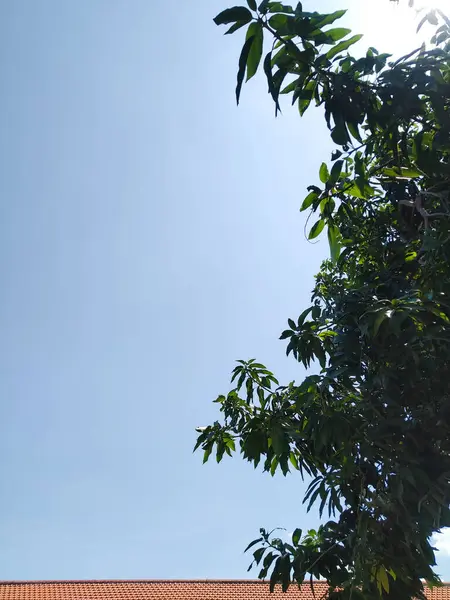 stock image Tree branches against a blue sky background