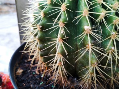 Yeşil kaktüsün yakın görünümü