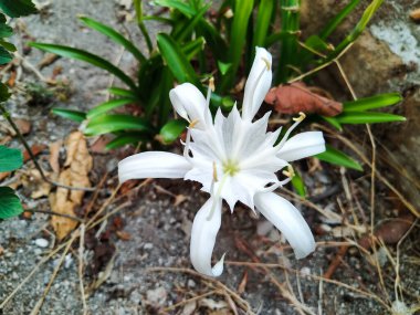 Pancratium Zeylanicum, yol kenarında yetişen güzel beyaz bir çiçek.