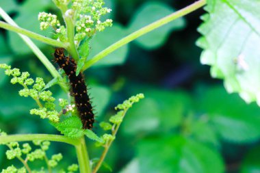 Siyah, kırmızı dikenli bir tırtıl