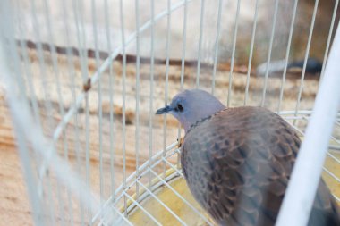 Beyaz bir kafeste gri bir kaplumbağa.