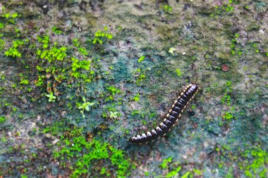 Duvarda sürünen karga tırtılları.