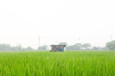 Bereketli pirinç tarlaları ve bir kulübe.