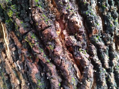 Arkaplan olarak çizgili ağaç kabuğu deseni