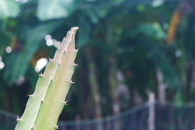 Ejderha meyvelerinden birinin kökü bulanık.