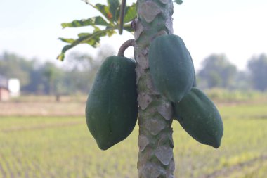 Doğal ve taze papaya ağacı.