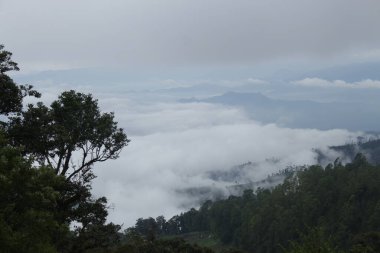 Orman ve bulutların manzarası