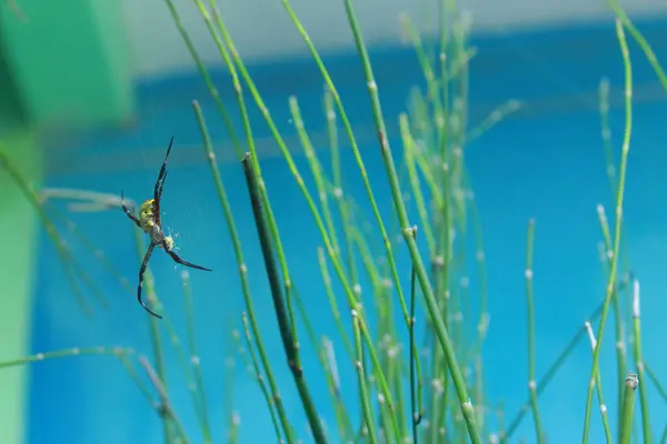 stock image Spider nests among water bamboo plants