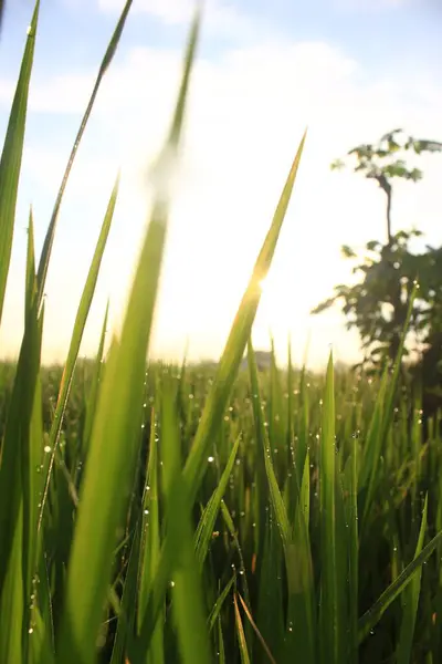 Sabahları pirinç tarlası kulübelerinin manzarası.