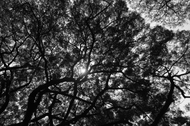 En iyi oksijen üreticisi ve hava temizleyicisi