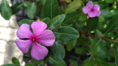 Pembe ve beyaz menekşe çiçeği