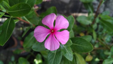 Pembe ve beyaz menekşe çiçeği