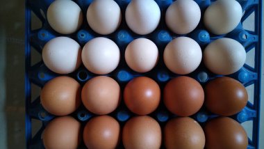 Tavukların ve yumurtlayan tavukların yumurtalarını göster