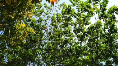 Arka plan dallarla yeşildir.