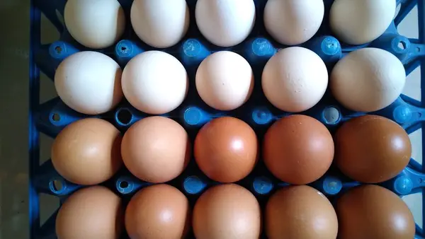 Tavukların ve yumurtlayan tavukların yumurtalarını göster