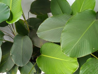 Geniş yapraklı bitkiler