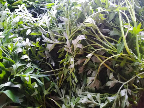 Taze yeşil sebze manzarası Basil