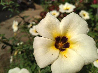 Sarı merkezli Turnera Subulata çiçeklerine yakın çekim