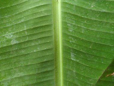 Muz yaprağının yakın görüntüsü
