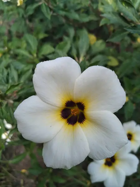 Sarı merkezli Turnera Subulata çiçeklerine yakın çekim