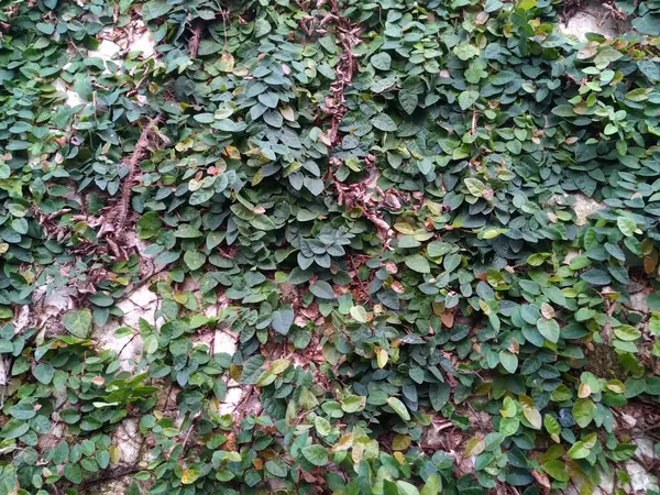 Duvarları saran sürünen bitkiler.