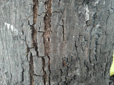 Arka plan olarak doğal ağaç kabuğu dokusu